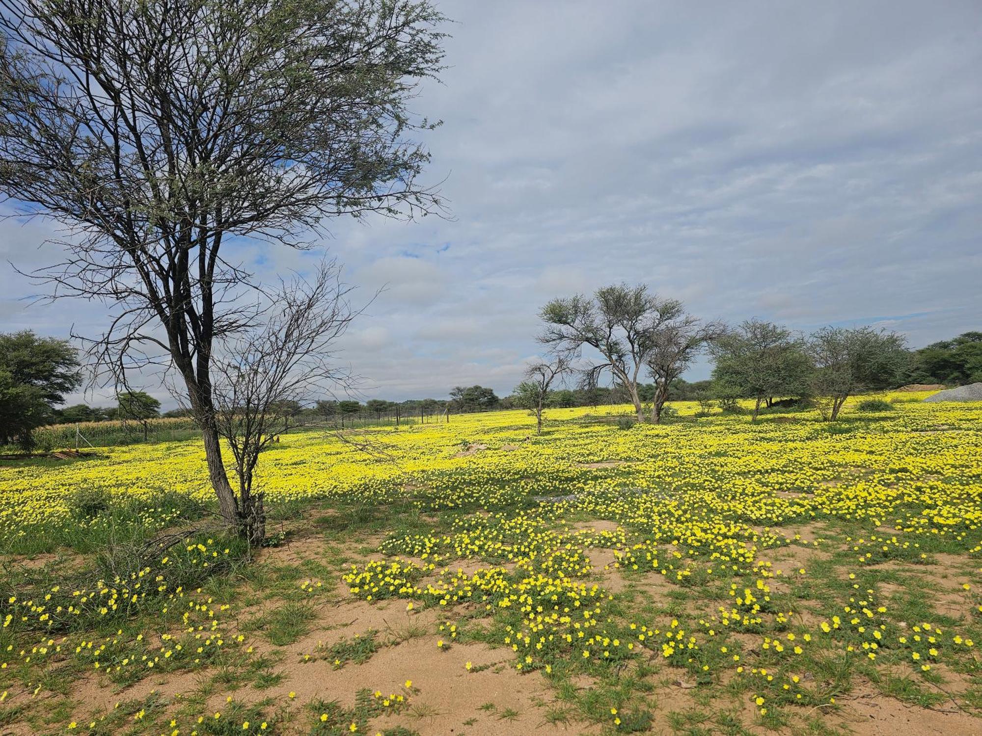 Kaoko Bush Lodge Kamanjab ภายนอก รูปภาพ